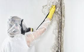 Best Mold Damage Restoration  in Whitesboro, NY